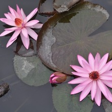 water-lilies-1072235_640